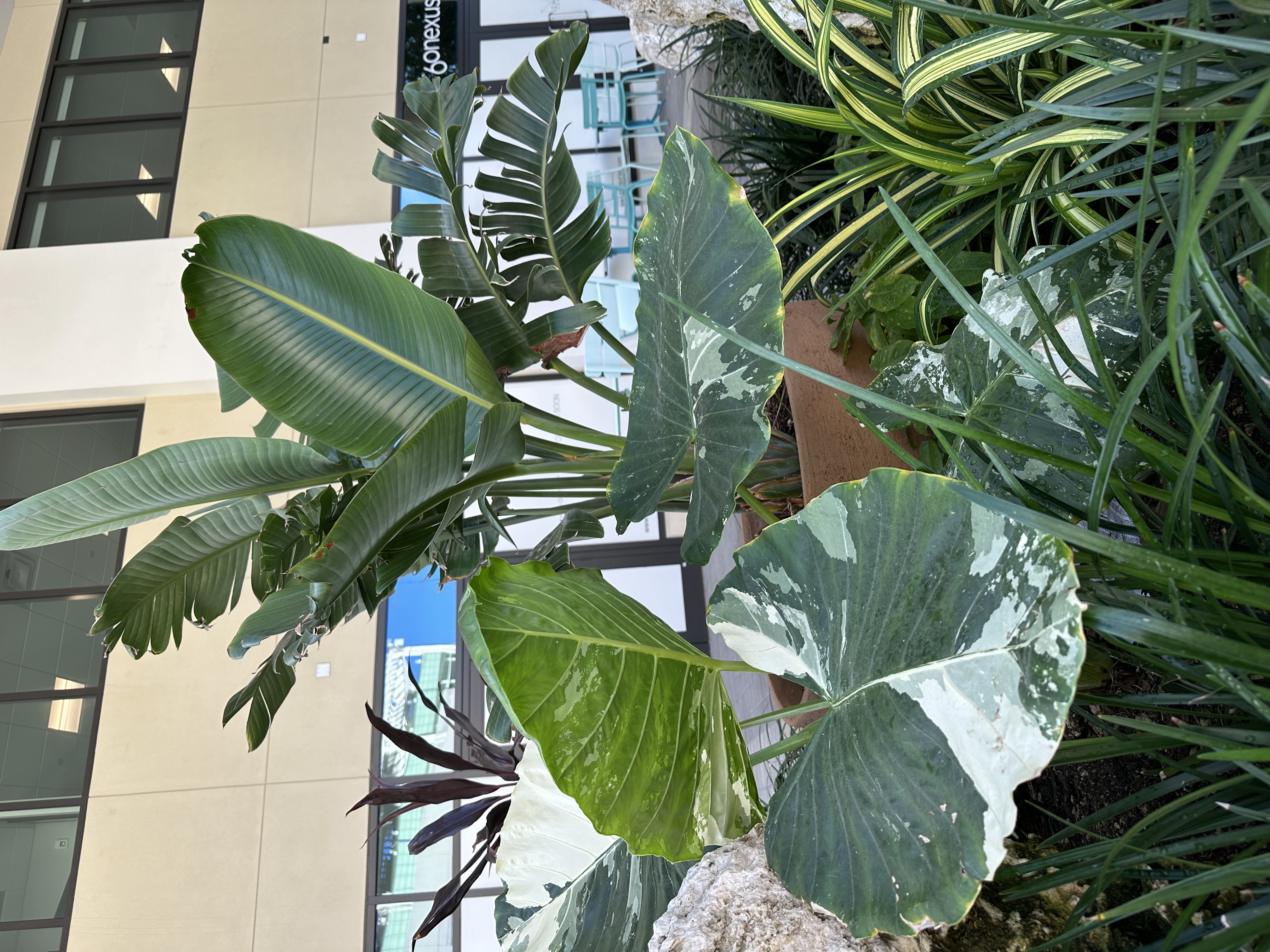 Focus on Flora: Spotting the white bird of paradise
